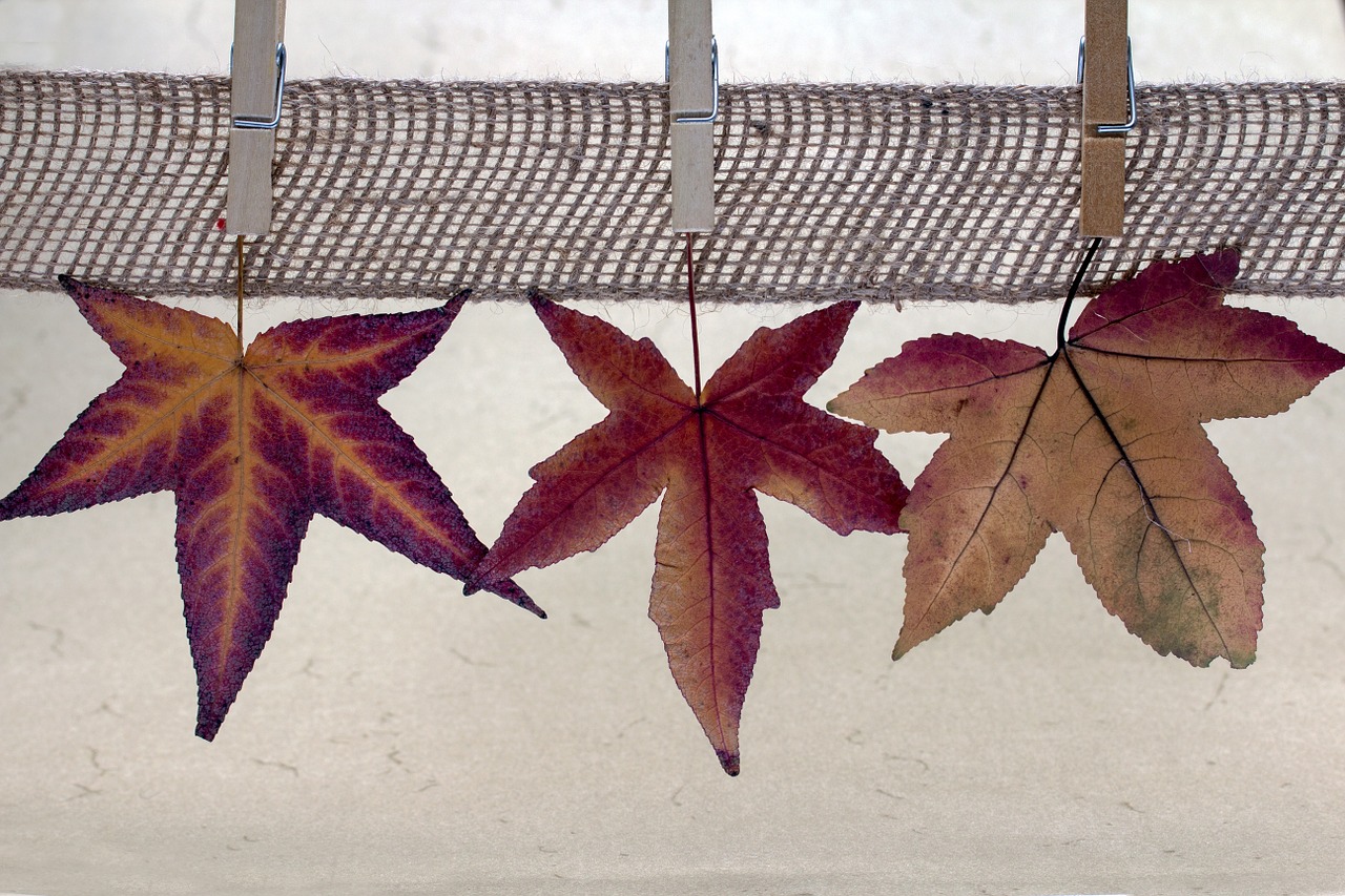 leaves clothespins fall leaves free photo