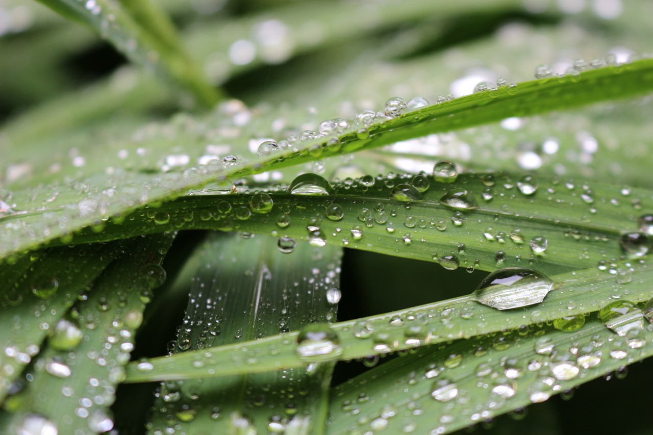 leaves water drop of water free photo