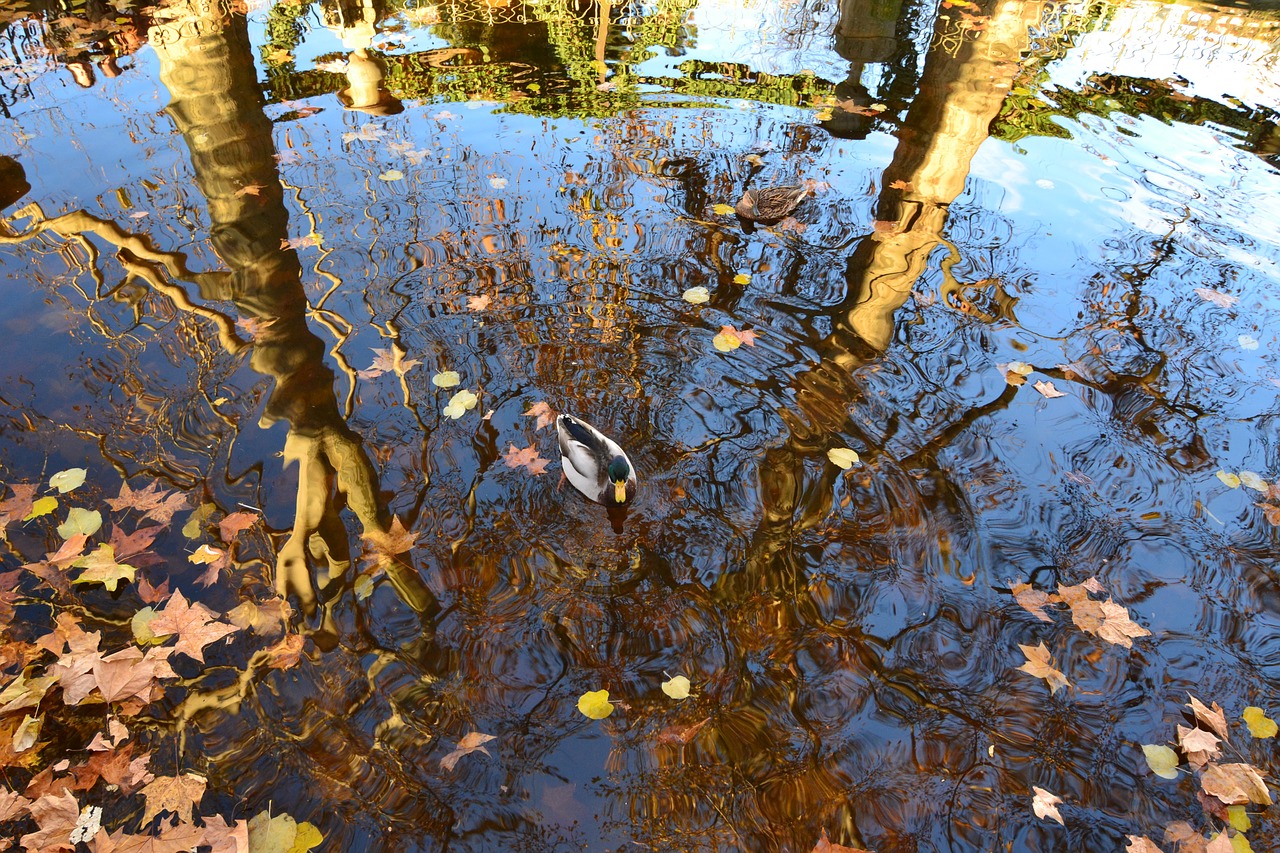 leaves fall duck free photo