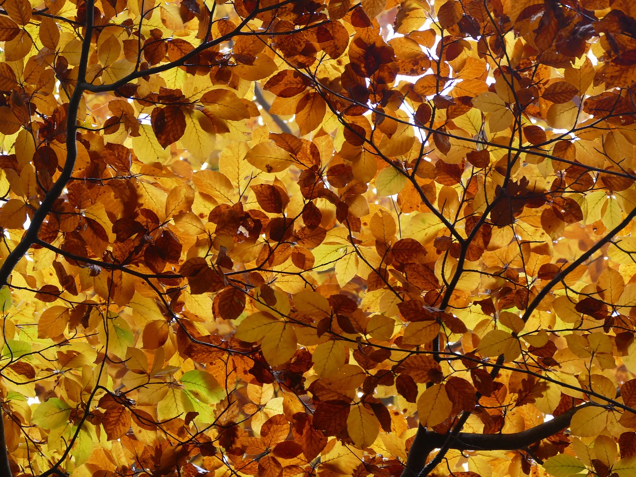 leaves autumn canopy free photo