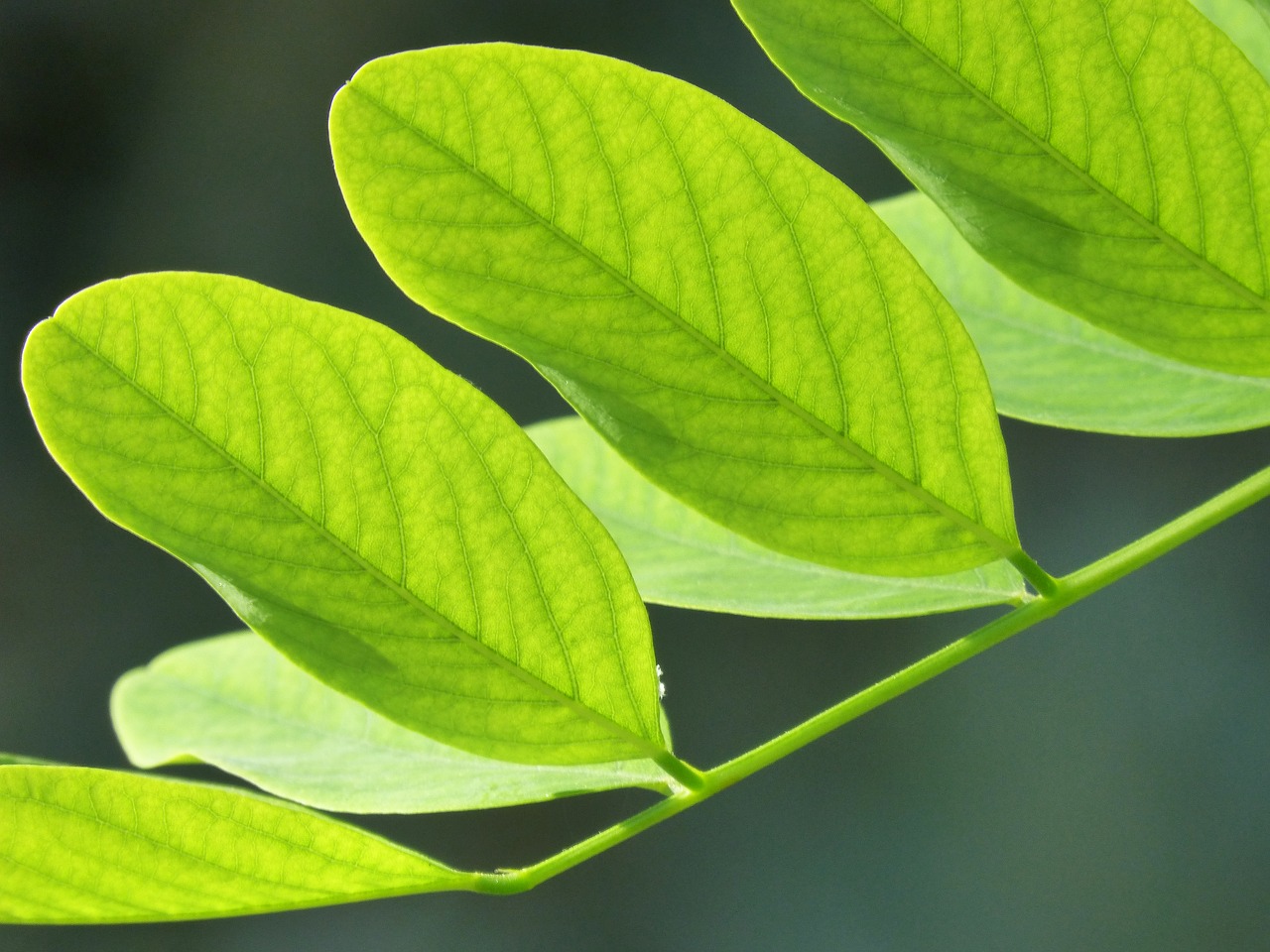 leaves green acacia free photo