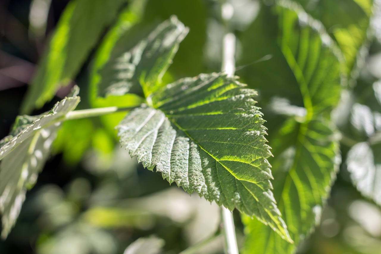 leaves green raspberry free photo