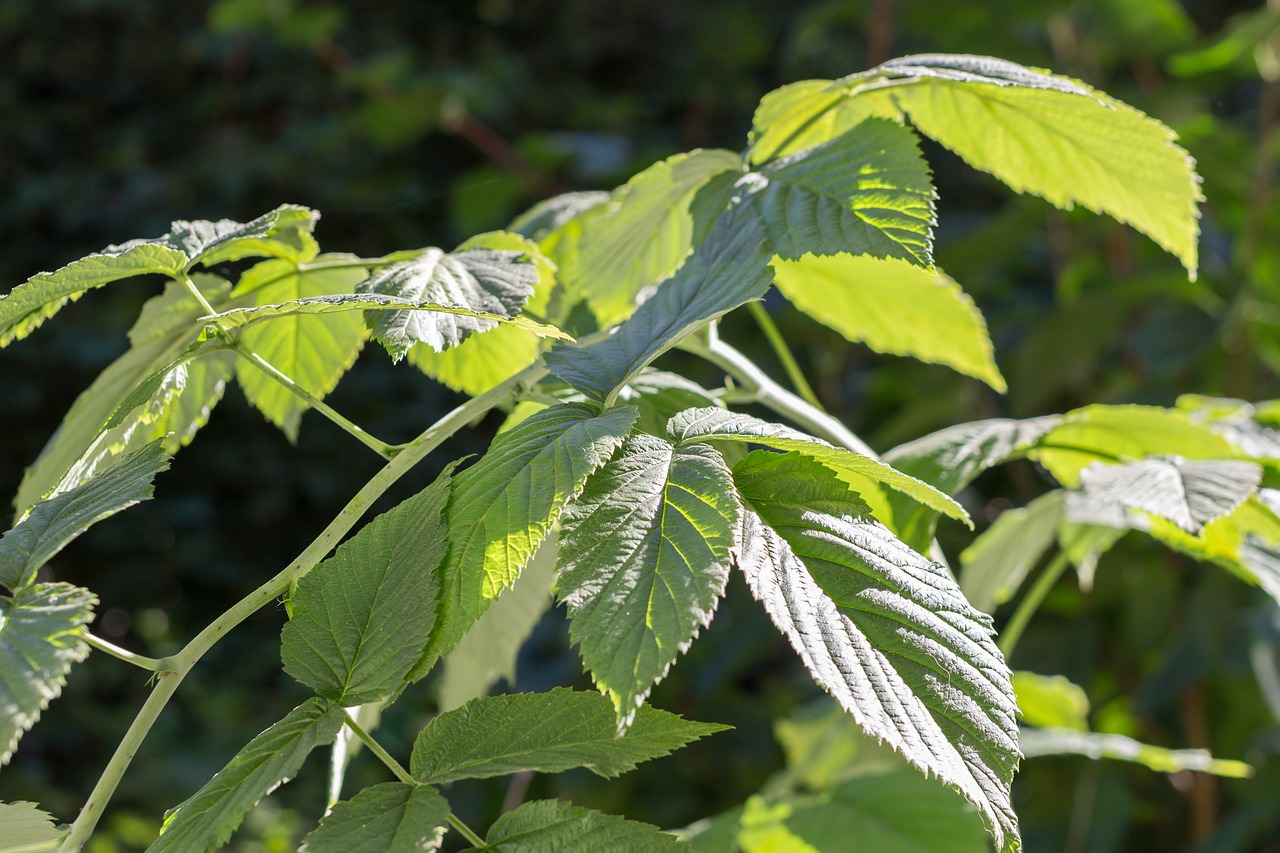 leaves green raspberry free photo