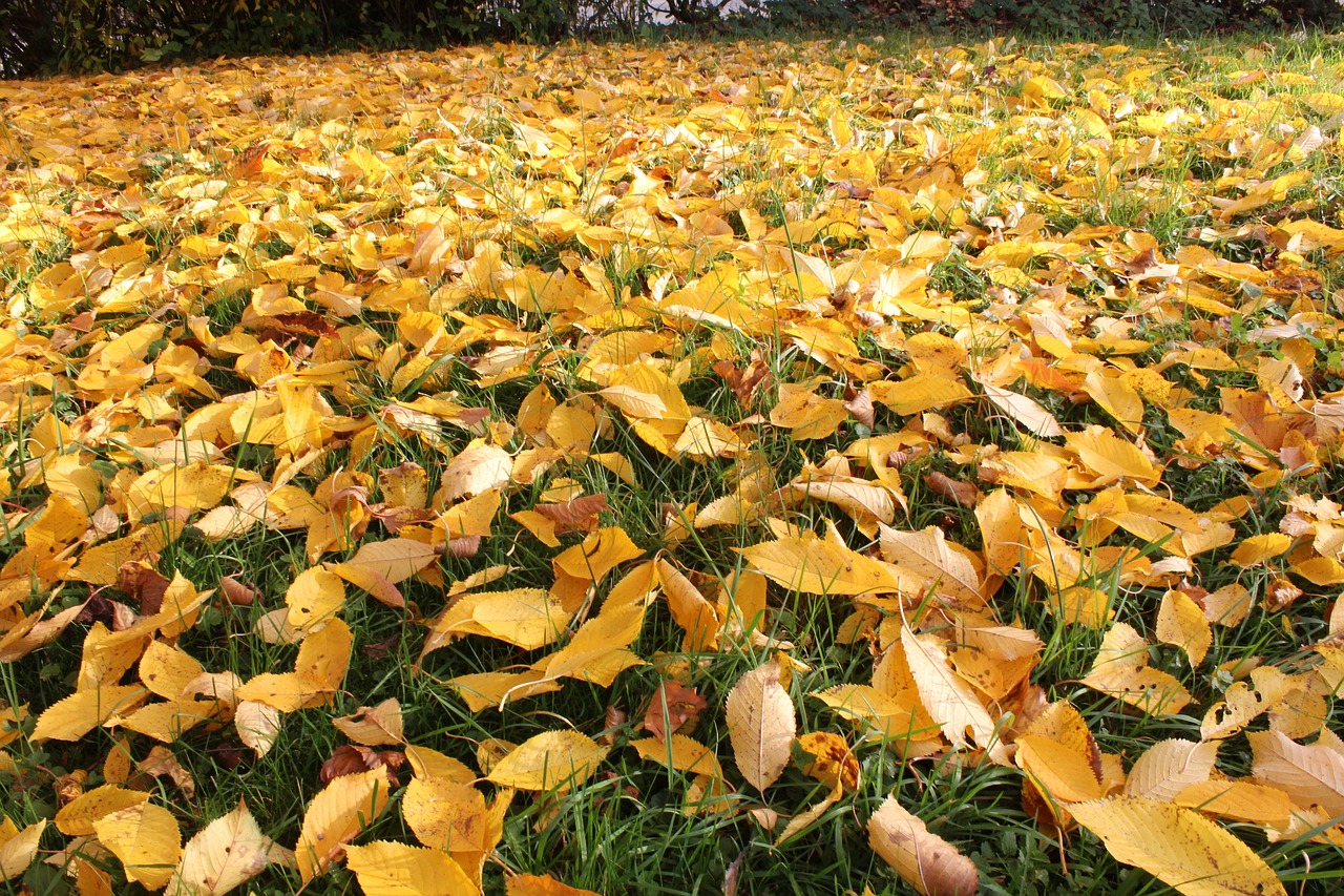 leaves autumn fall color free photo