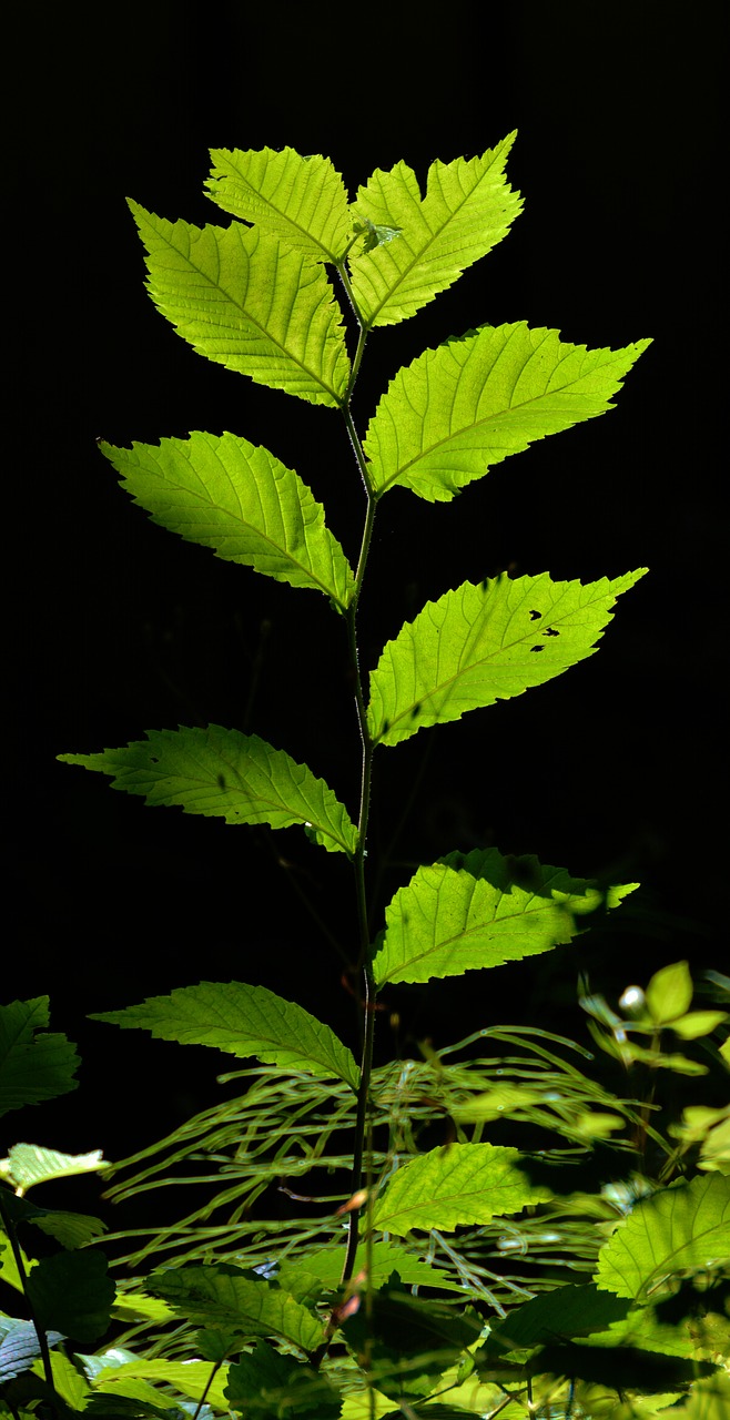 leaves young drove forest free photo