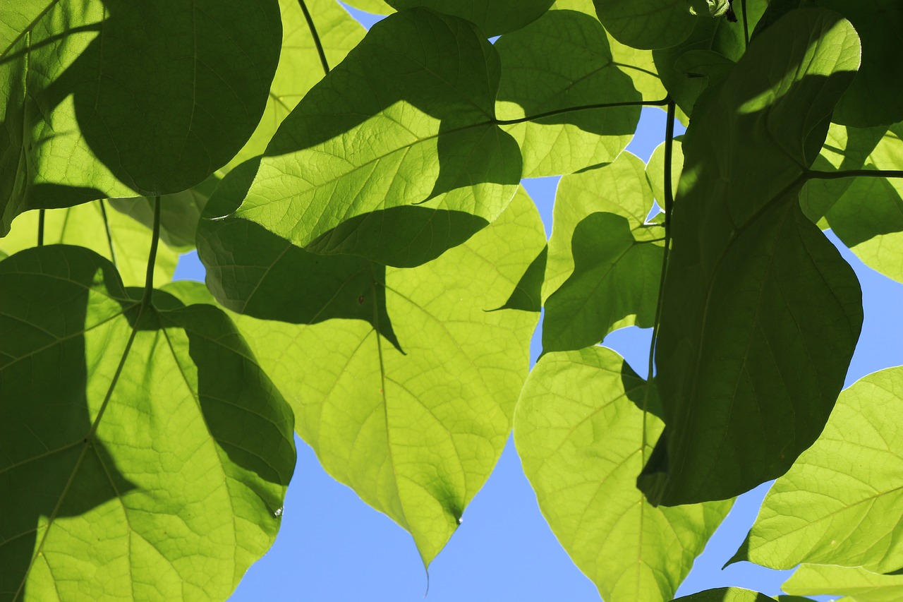 leaves green nature free photo