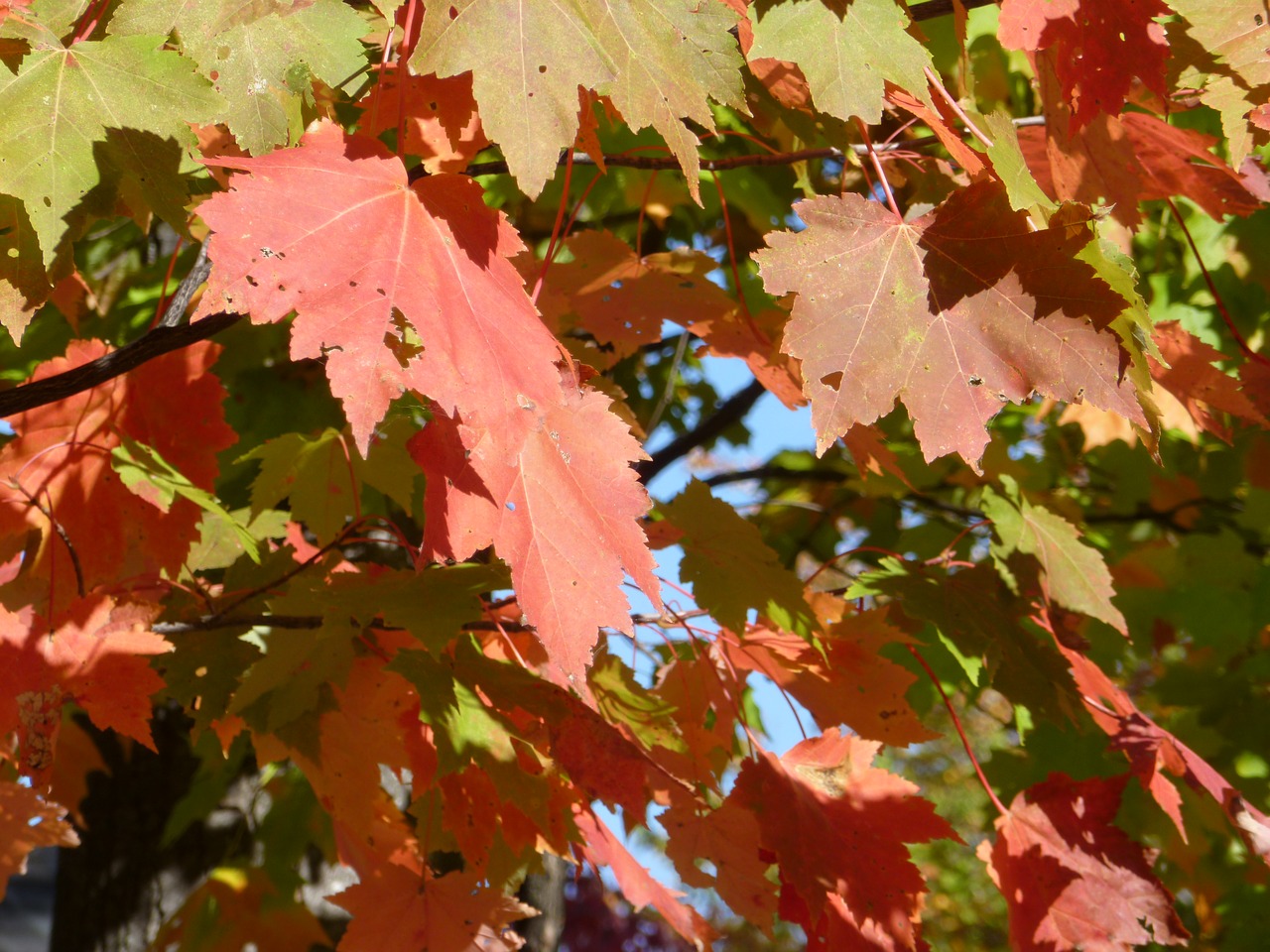 leaves leaf fall free photo