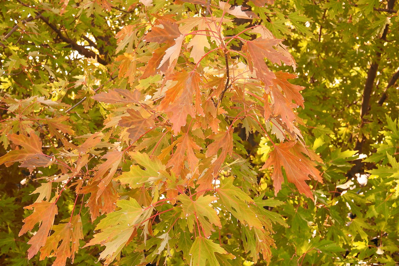 leaves colorful leaves fall color free photo