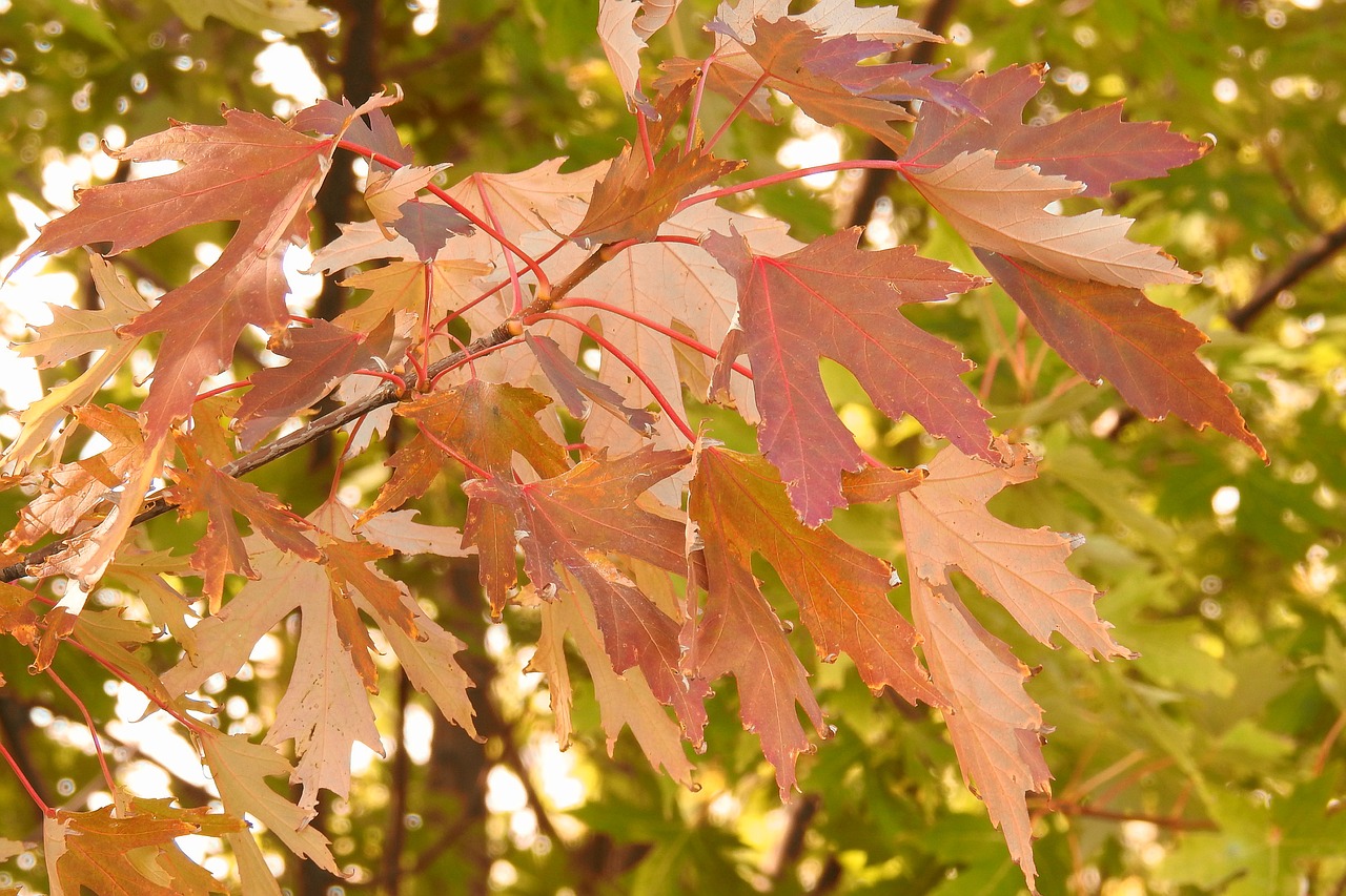 leaves colorful leaves fall color free photo