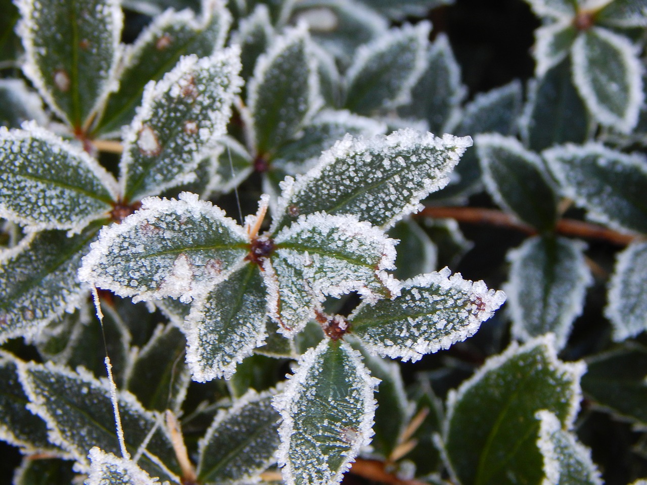 leaves frost on leaves frost free photo