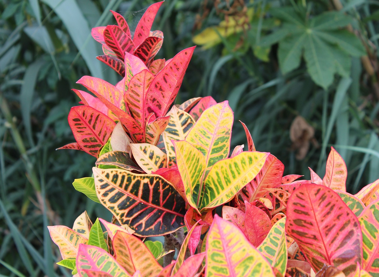 leaves colorful farbenspiel free photo