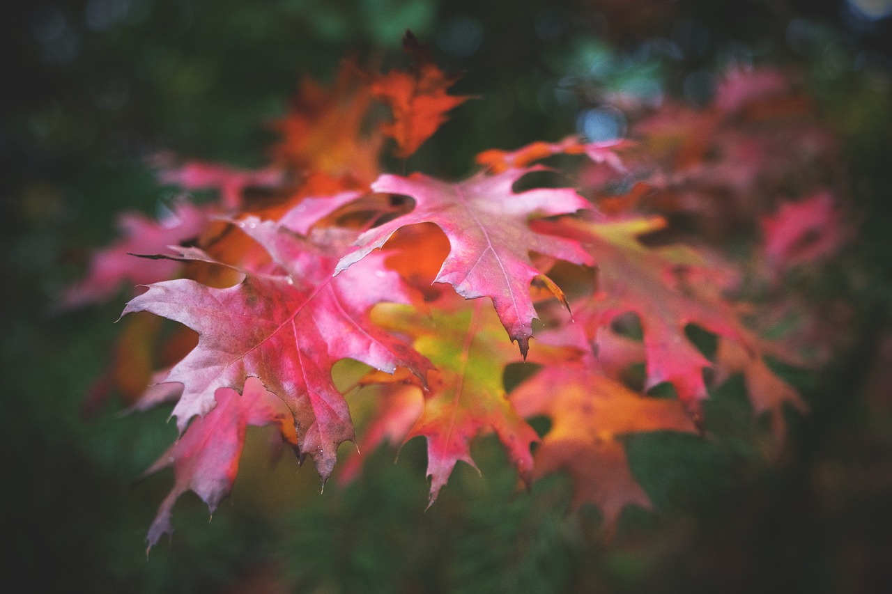 leaves autumn fall foliage free photo