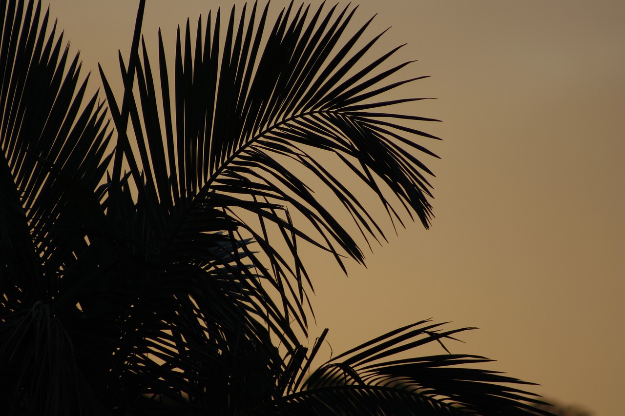 leaves silhouette leaf free photo