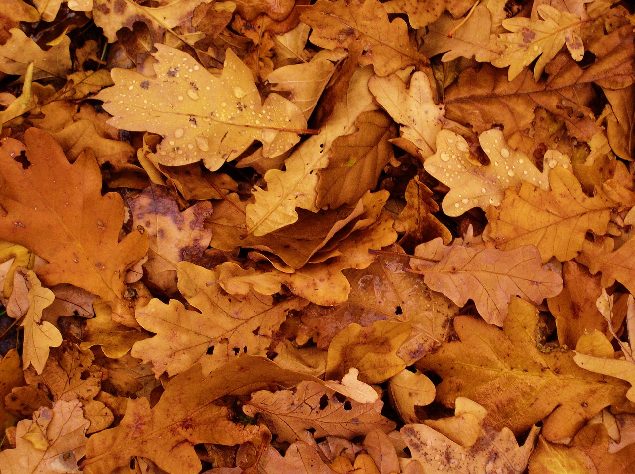 leaves autumn oak free photo