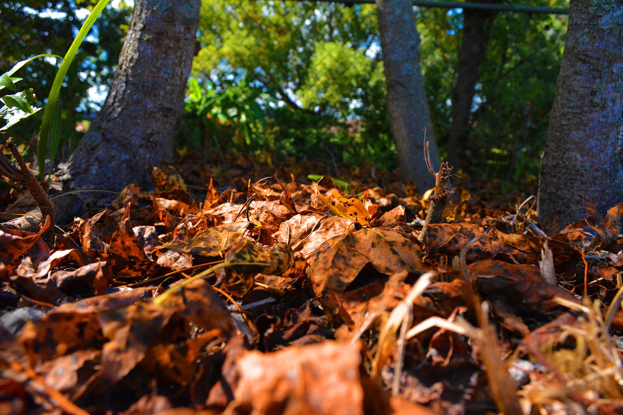 leaves fall autumn free photo