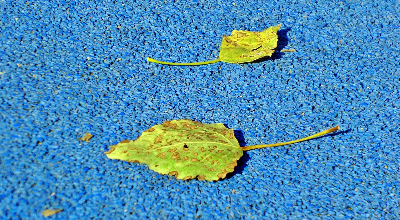 leaves autumn blue free photo