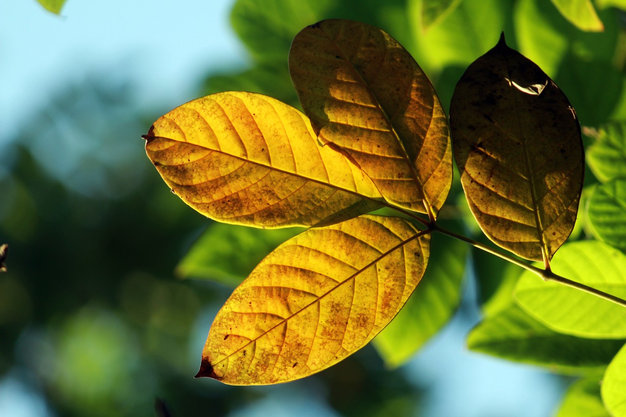 leaves autumn yellow free photo