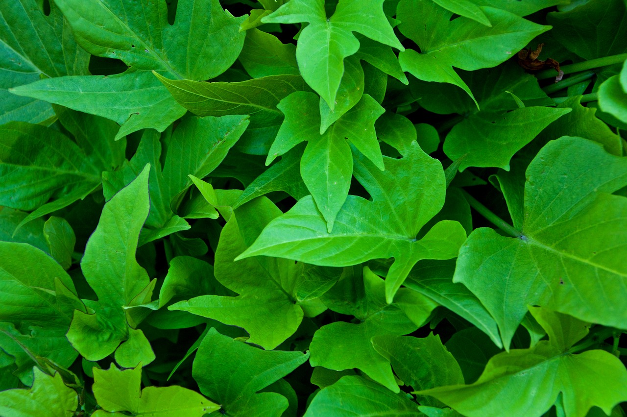 leaves green ivy free photo