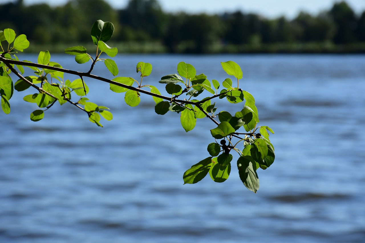 leaves leaf branch free photo