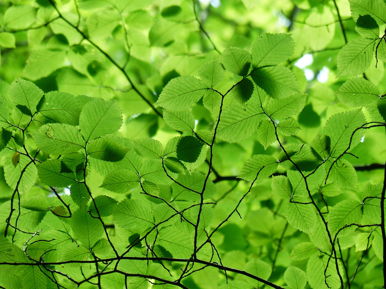 leaves canopy green free photo