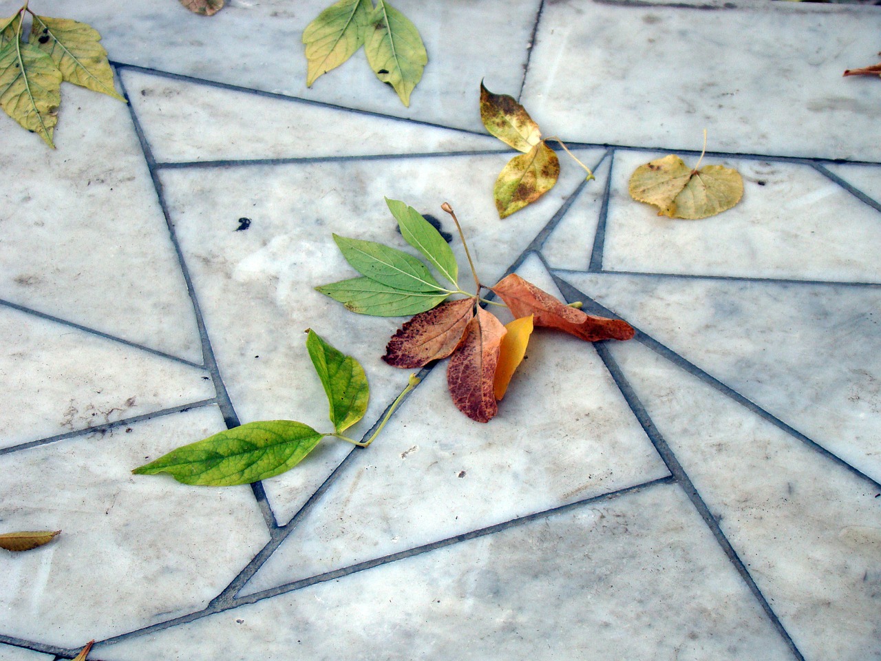 leaves autumn pavement free photo