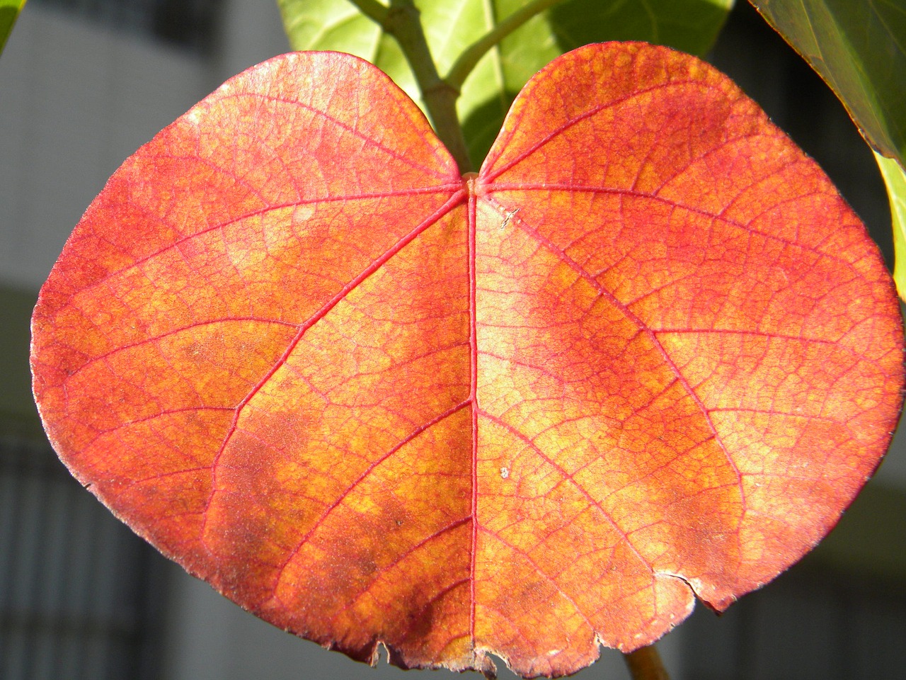 leaves autumn autumn leaves free photo