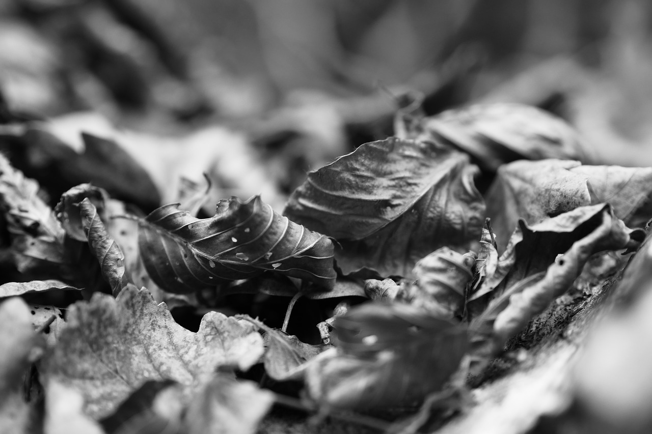 leaves black and white forest free photo