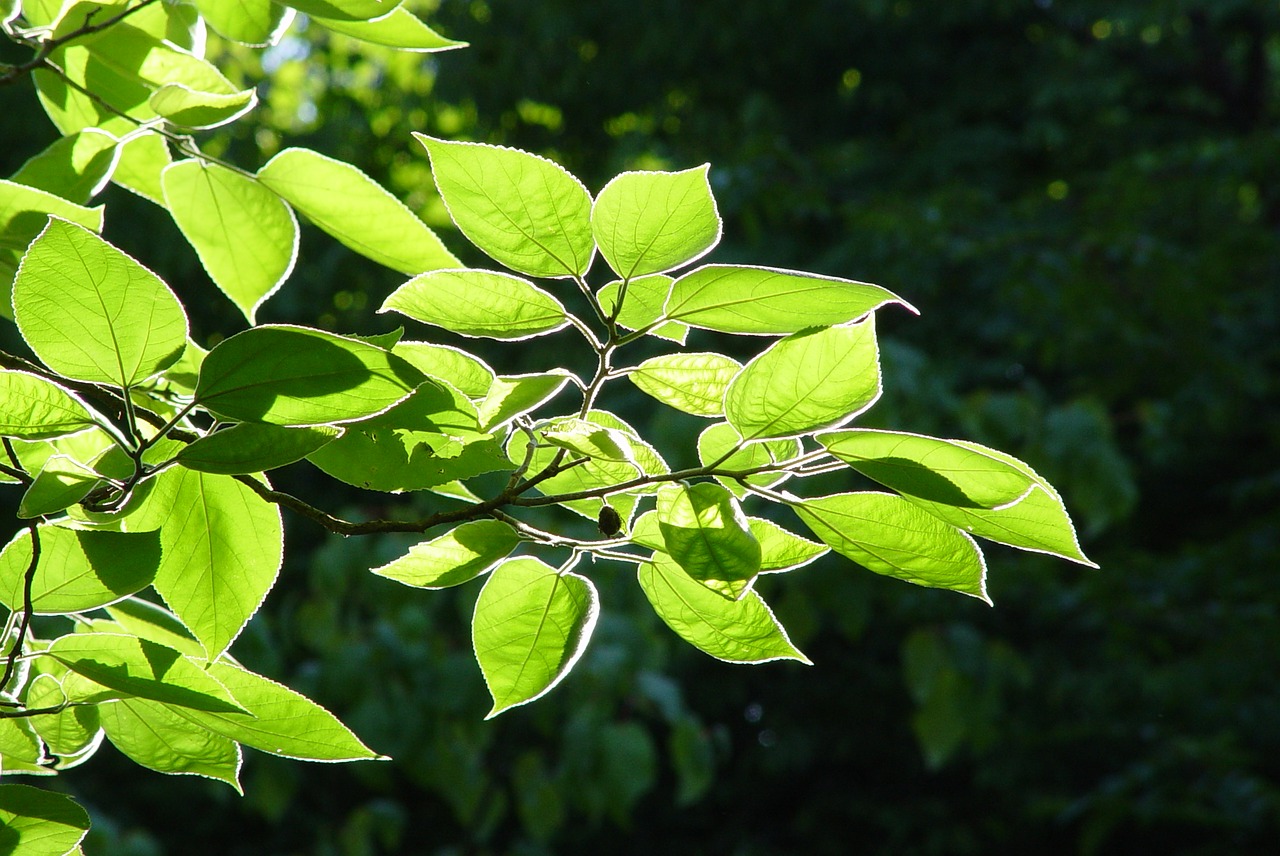 leaves back light tree free photo