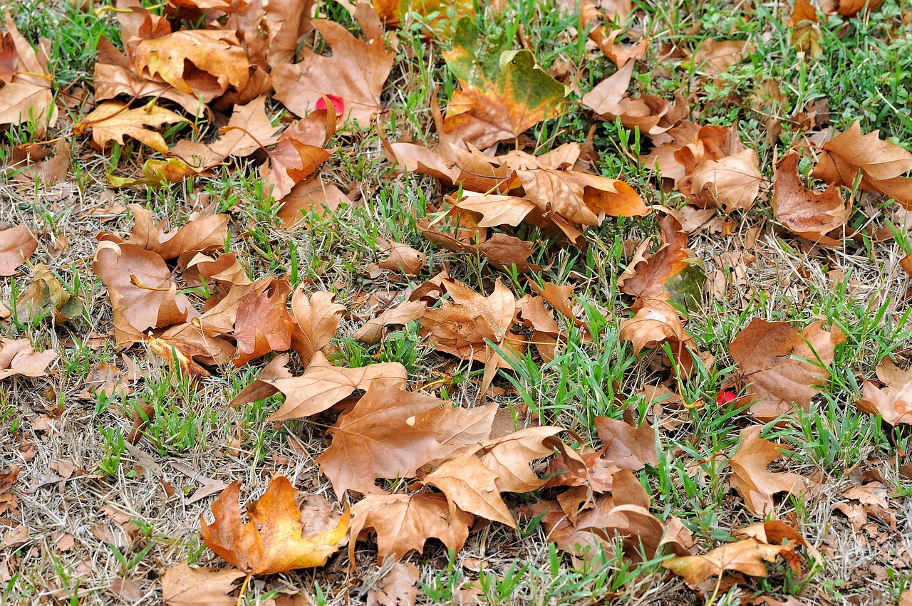 leaves prato autumn free photo