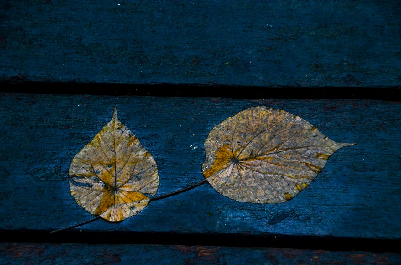 leaves blue foliage free photo