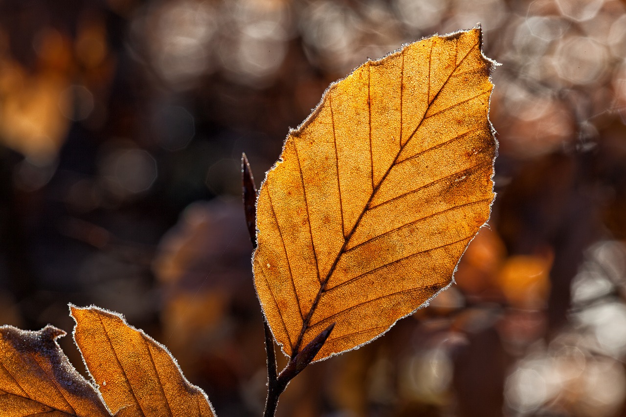 leaves leaf fall foliage free photo