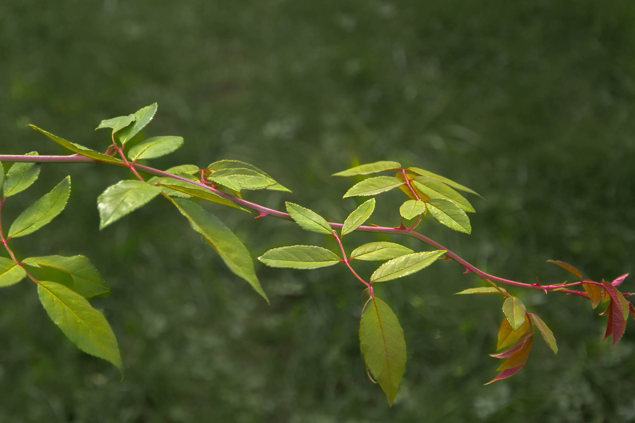 leaves green plant free photo