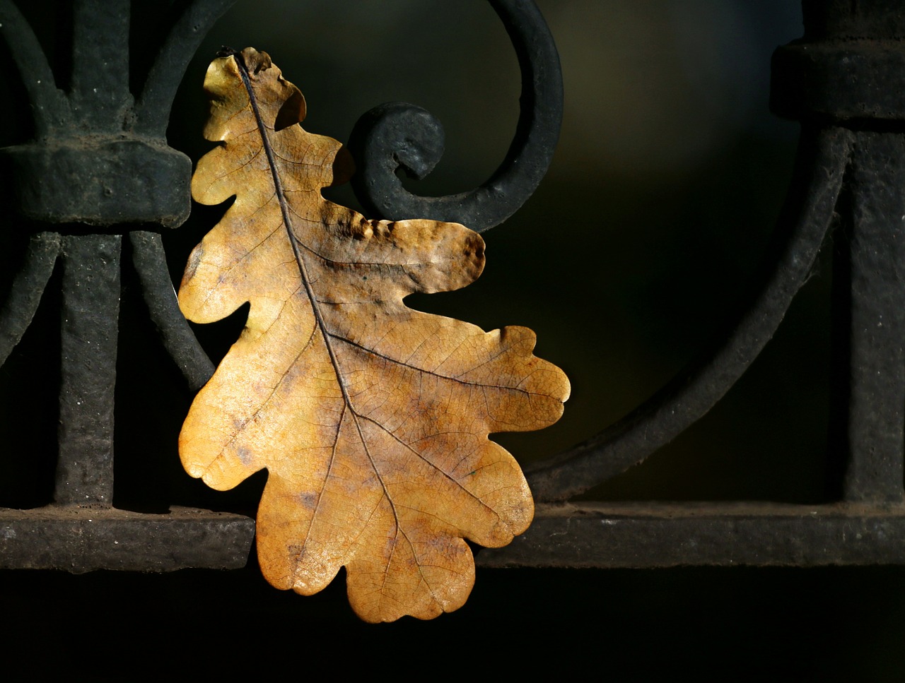 leaves oak autumn free photo