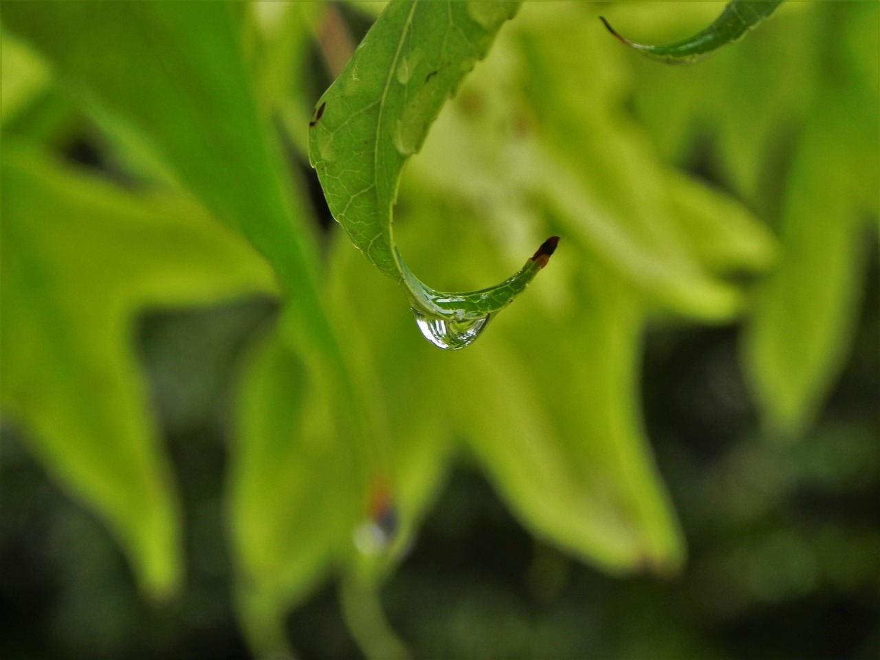 leaves water drop nature free photo