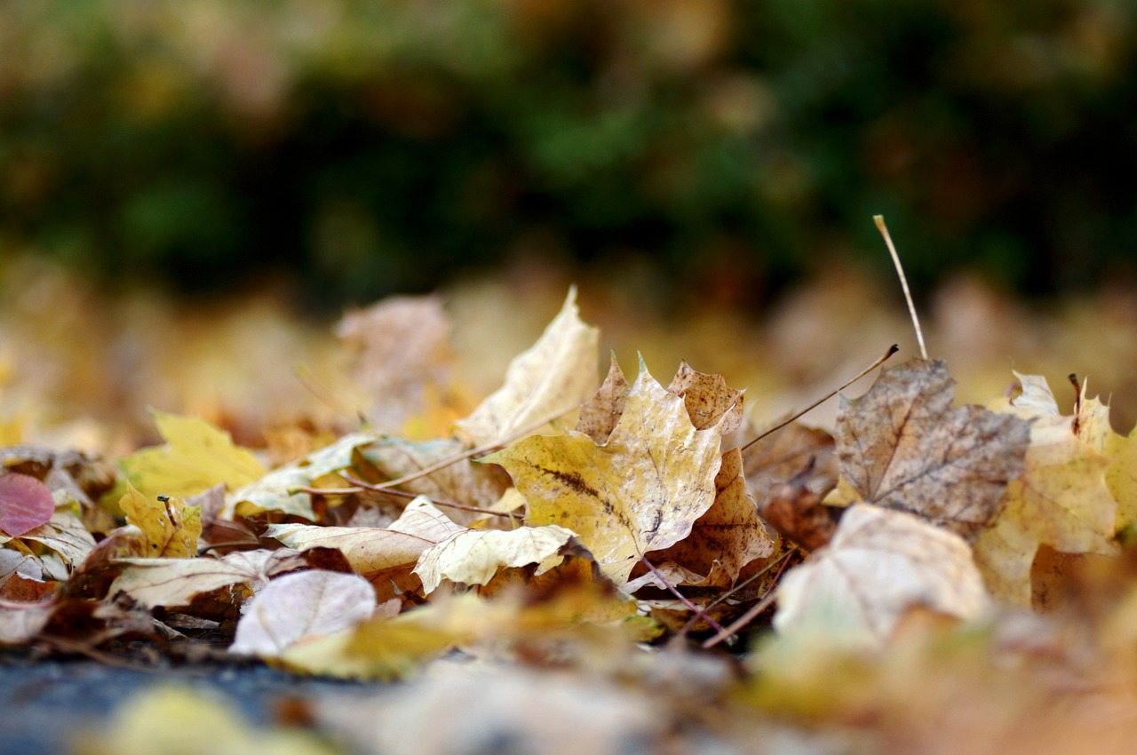 leaves autumn nature yellow free photo