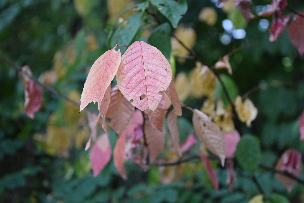 leaves plant green free photo