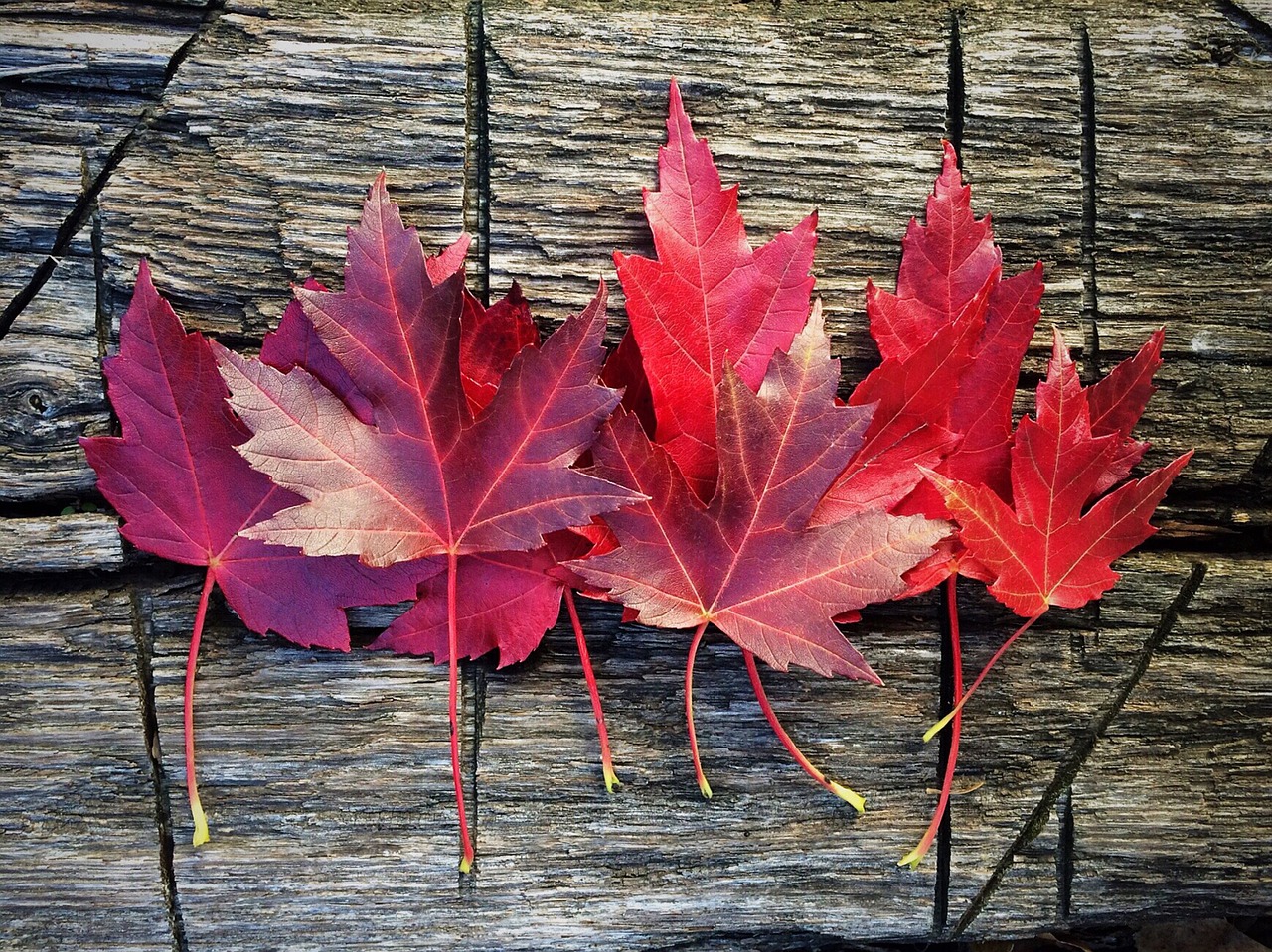 leaves fall autumn free photo