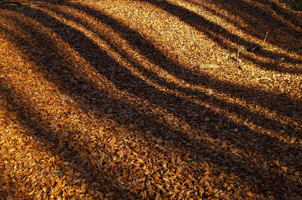 leaves shadow autumn free photo