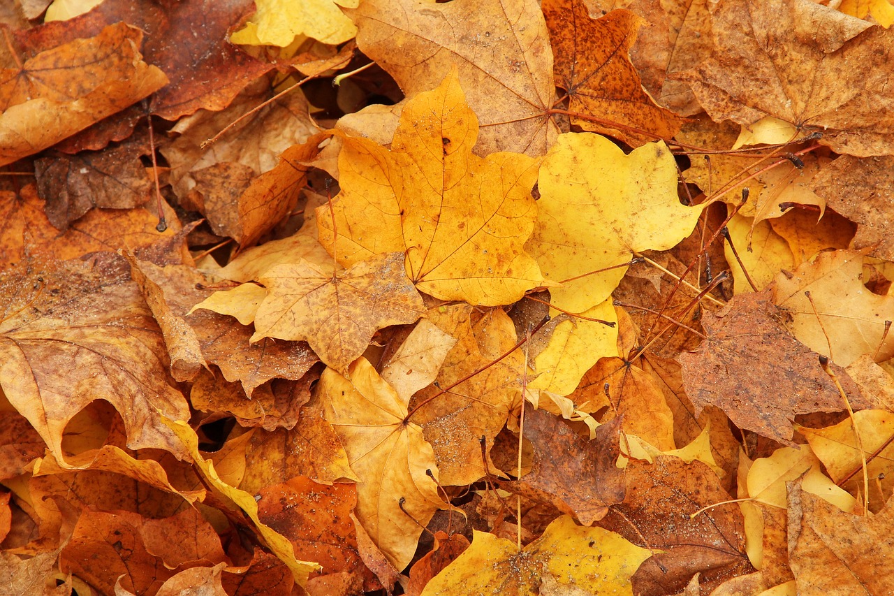 leaves forest autumn free photo