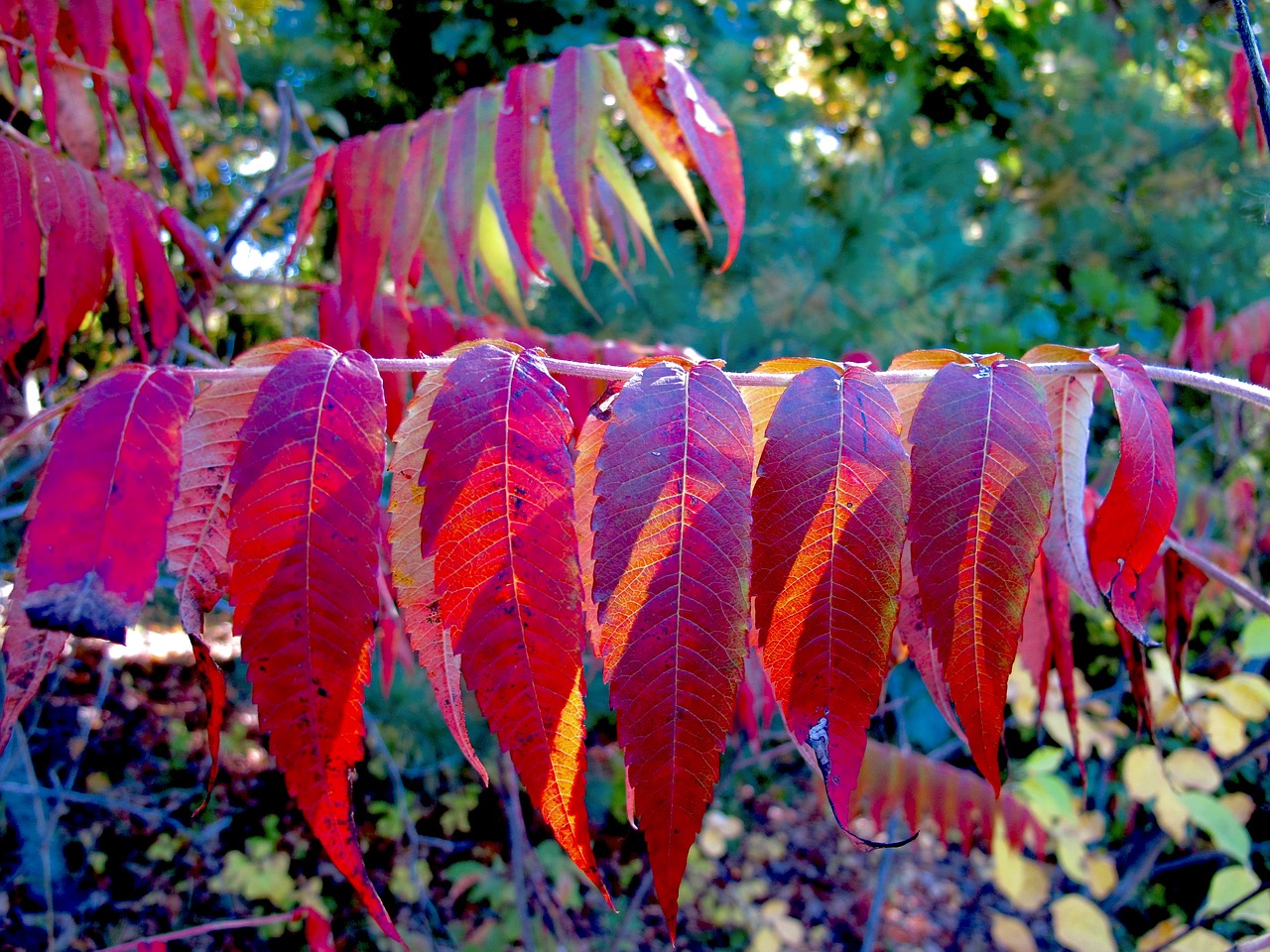 leaves autumn nature free photo