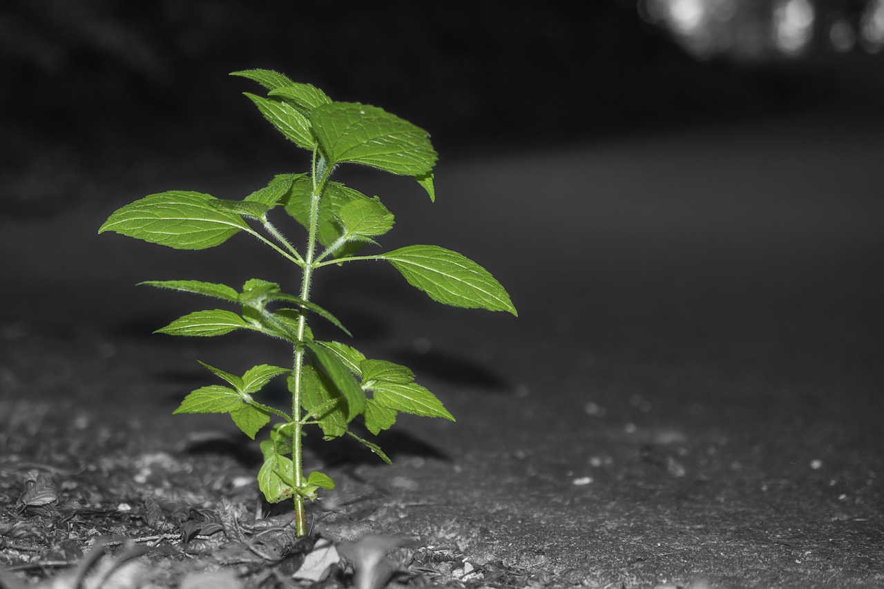 leaves nature green free photo