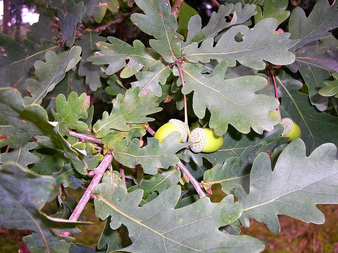 leaves acorns oak leaf free photo