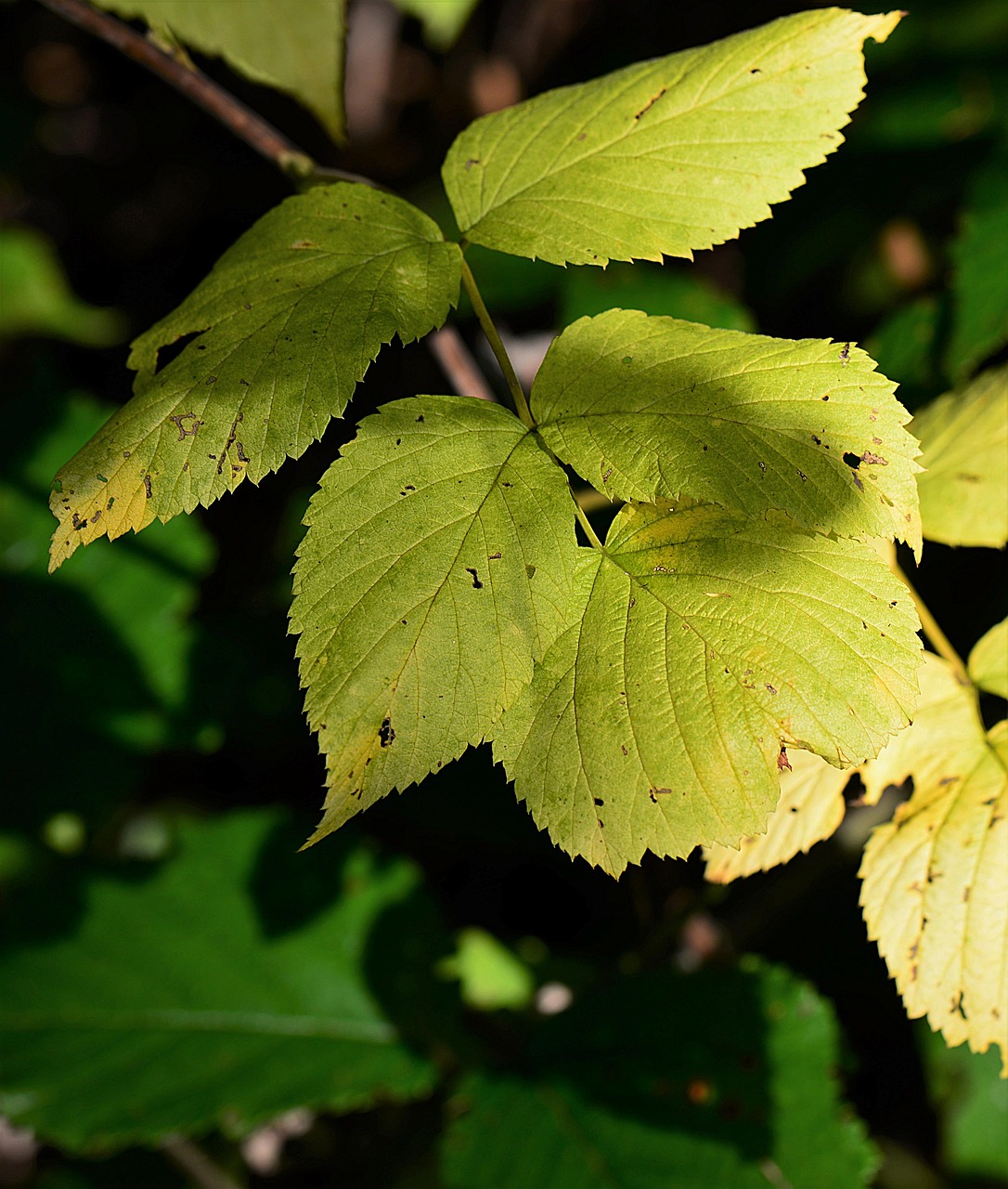 leaves autumn fall foliage free photo