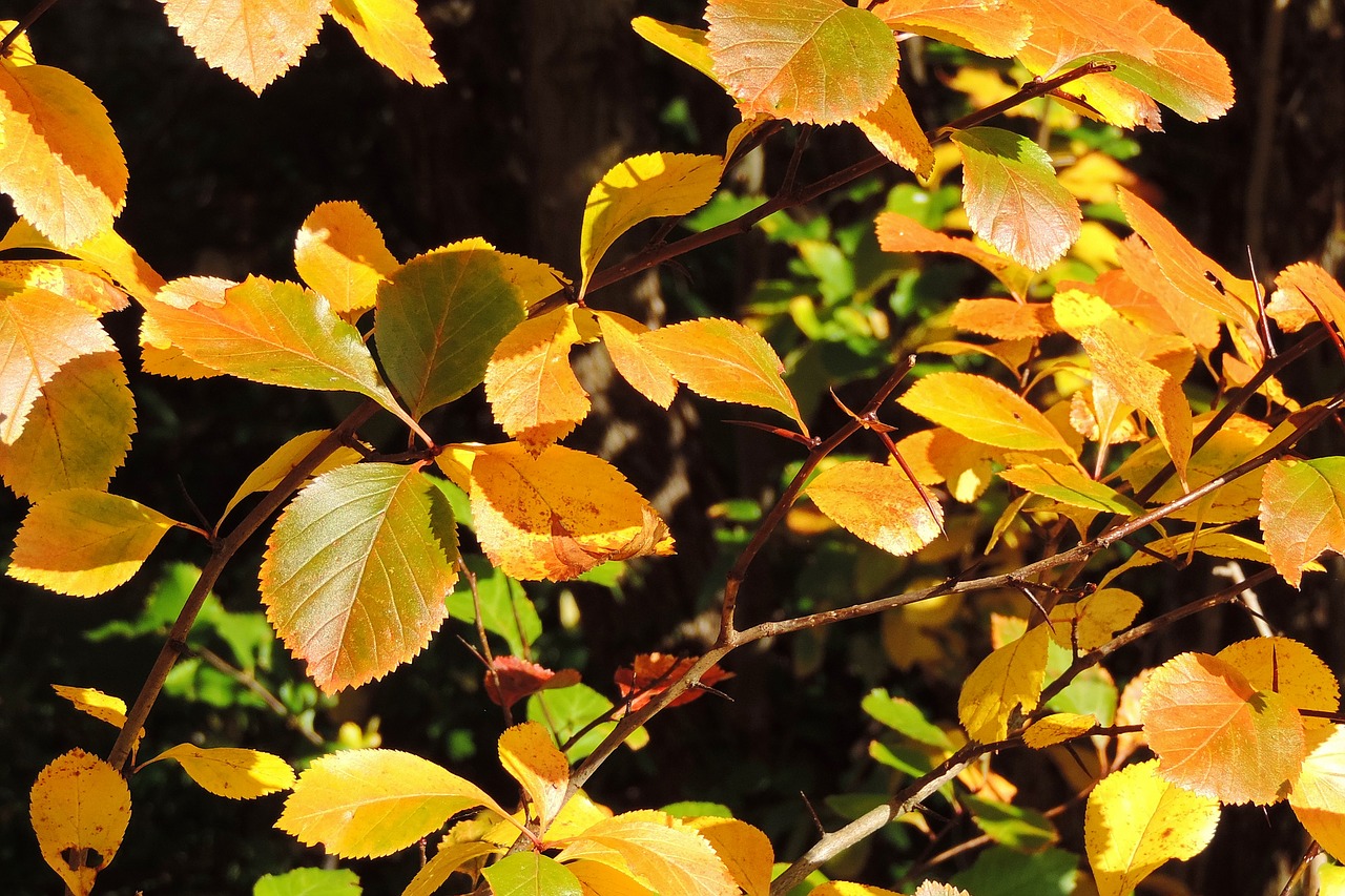 leaves fall foliage fall color free photo