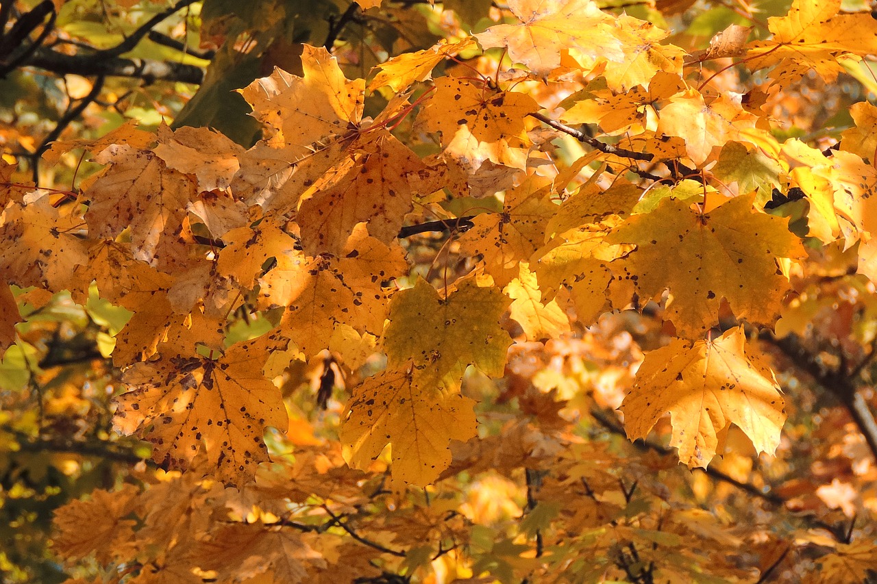 leaves fall foliage fall color free photo