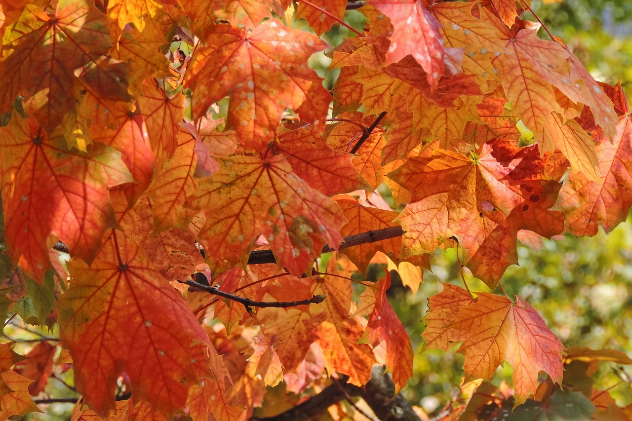 leaves fall foliage fall color free photo