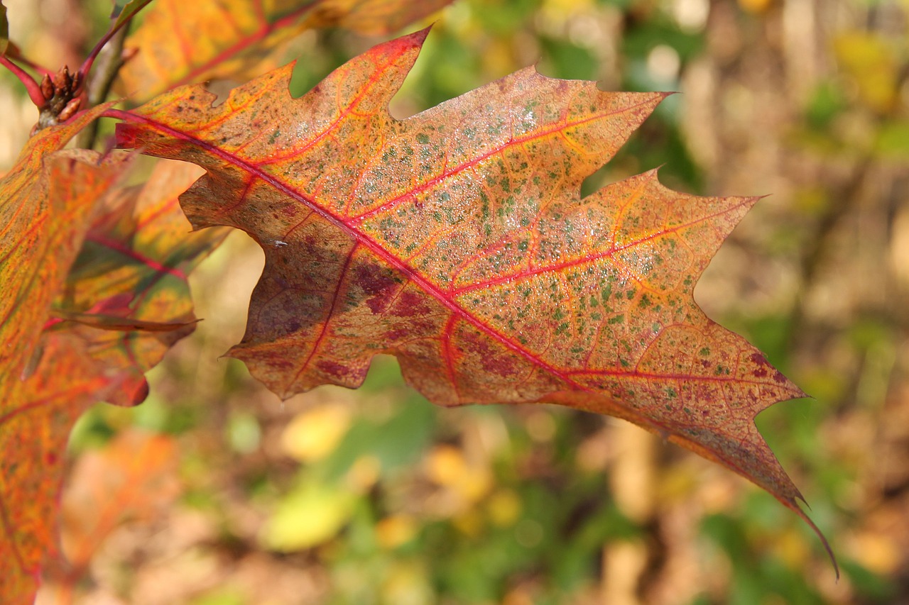 leaves fall foliage fall color free photo