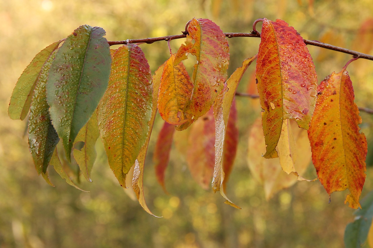 leaves fall foliage fall color free photo