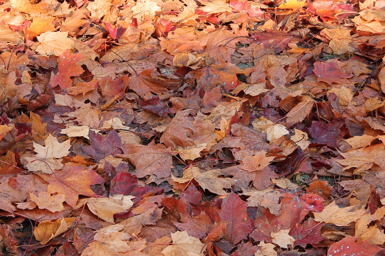 leaves fall foliage fall color free photo