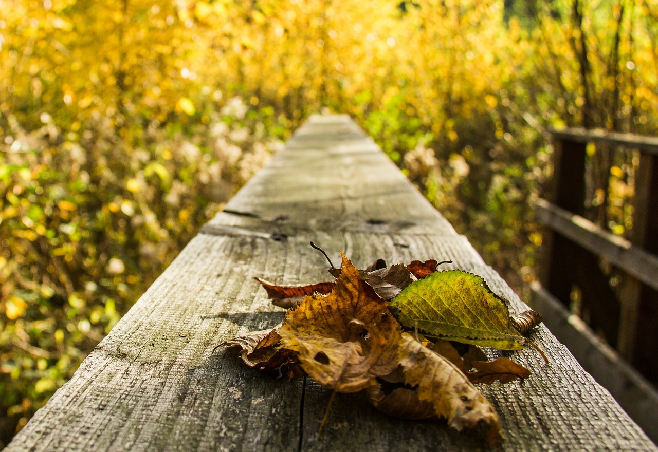 leaves autumn autumn forest free photo